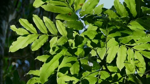 Close Up Backlit Rainforest Plant Stock Footage 79396584