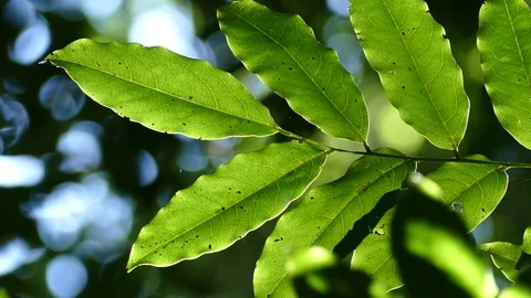 Close Up Backlit Rainforest Plant Stock Footage 79396950