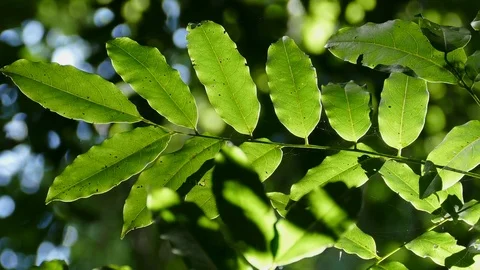 Close Up Backlit Rainforest Plant Stock Footage 79411125