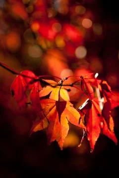 Close up of backlit red maple leaves in the Autumn Stock Photos