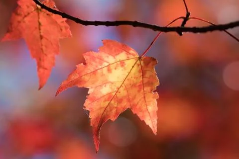 Close up of backlit red orange maple leaves with blurred sky and leaves Stock Photos