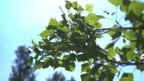 Close up of a backlit tree branch swaying in the wind in slow motion Stock Footage 196934240