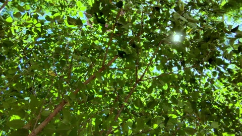 Close-up of backlit tree leaves. 4K Resolution. Stock Footage 289317316