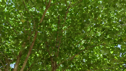 Close-up of backlit tree leaves. 8K resolution. Stock Footage 289288442
