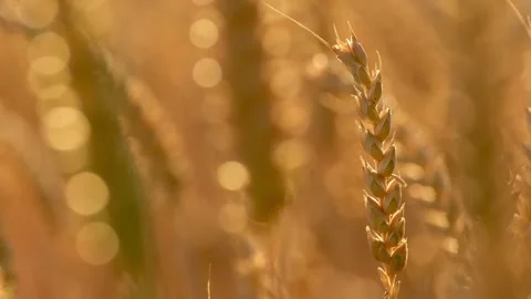 Close-up of backlit wheat ear swaying in a light breeze 스톡 동영상 338226069