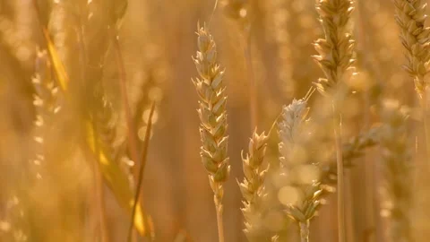 Close-up of backlit wheat ear swaying in a light breeze Video stock 338393682