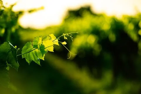 Close-up of backlit young vine leaf in vineyard Stock Photos