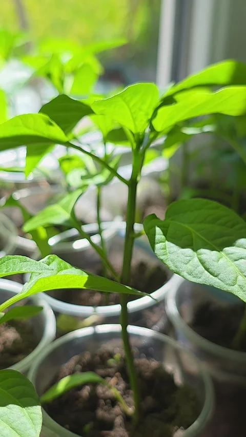 Close-up backward movement showing young green pepper seedlings growing in .. Vídeos de archivo 334448170