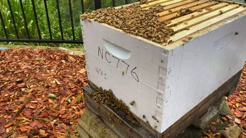 Close up of a backyard bee hive brood box and hive entrance bees swarming Stock Footage 126661415