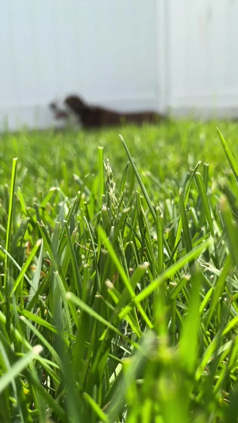 Close Up of Backyard Grass With Dog in Background, Vertical Video Stock Footage 308420874