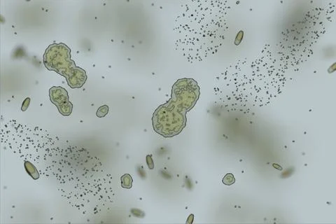 Close-up of bacteria under microscope, cgi render image Stock Illustration