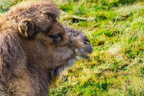 Close-up on Bactrian camel (Camelus bactrianus) resting on grass Stock Photos