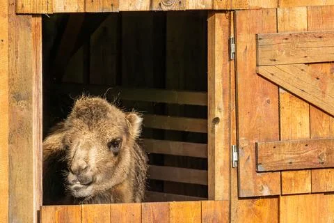 Close up on Bactrian camel (Camelus bactrianus) looking out of window Stock Photos