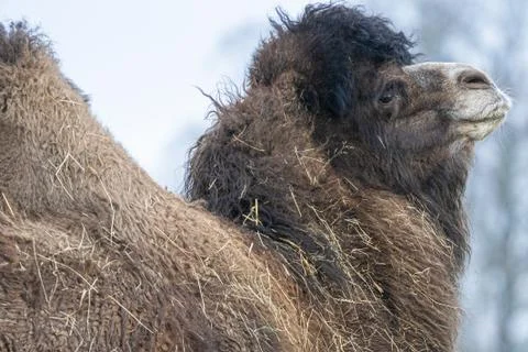 A close up of a Bactrian Camel covered in straw Stock Photos