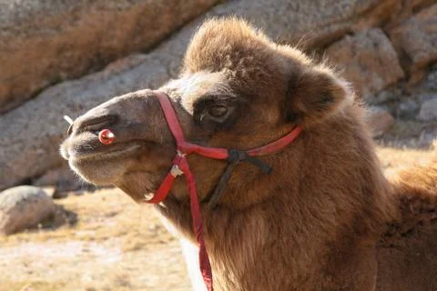 Close up of Bactrian camel head in Mongolia Stock Photos