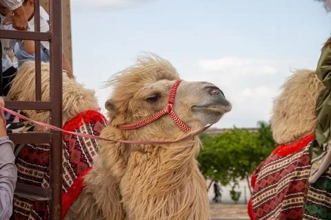 A close-up of a Bactrian camel in traditional harness during a tourist trip Stock Photos