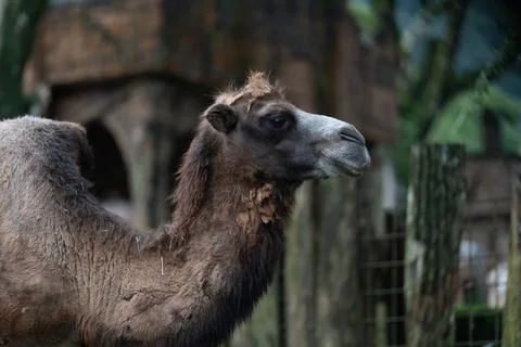 Close-Up of a Bactrian Camel at Zoo Stock Photos