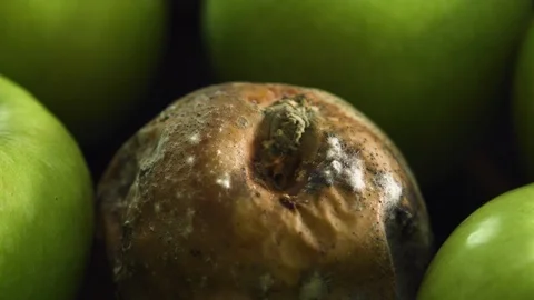 Close up of bad apple concept metaphor. Rotten apple seen group of green apples. Stock Footage 122663891