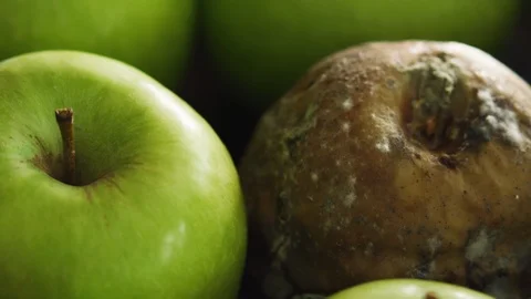 Close up of bad apple concept metaphor. Rotten apple seen group of green apples. 動画素材 122669582