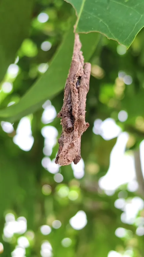 Close up of a bagworm moth casing hanging from a green leaf with a blurred b Stock Footage 341069769