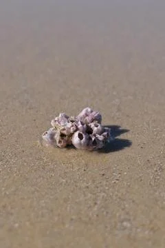 Close up of Balanus on sea shell on a sandy beach. 스톡 사진