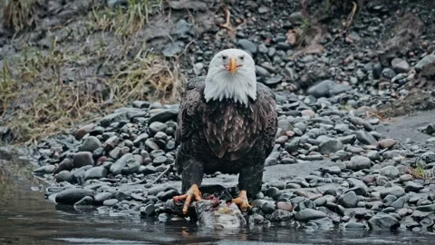 Close-Up of a Bald Eagle Eating a Freshly Caught Fish by the Riverbank Stock Footage 315090874