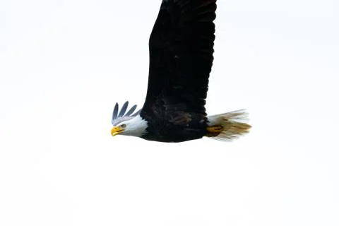 Close-up of Bald Eagle in flight in Canada Stock Photos
