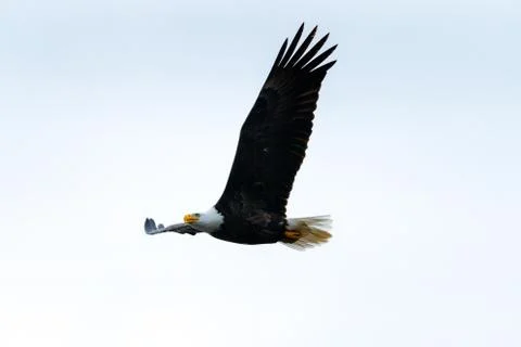 Close-up of Bald Eagle in flight in Canada Stock Photos