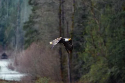 Close-up of Bald Eagle in flight in Canada Stock Photos