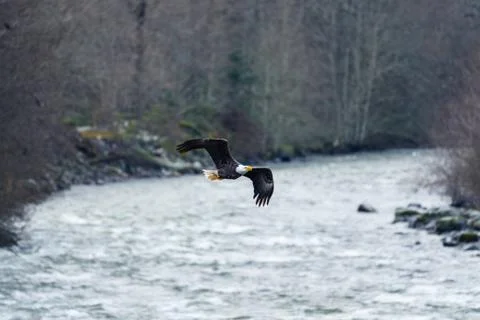 Close-up of Bald Eagle in flight in Canada Stock Photos