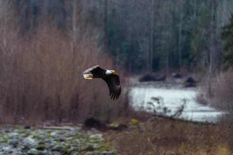 Close-up of Bald Eagle in flight in Canada Stock Photos