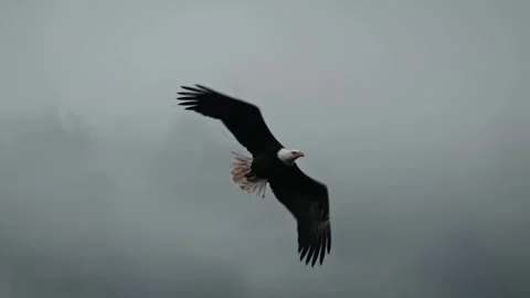Close-Up of Bald Eagle Flying Against Cloudy Gray Sky Stock Footage 315090845