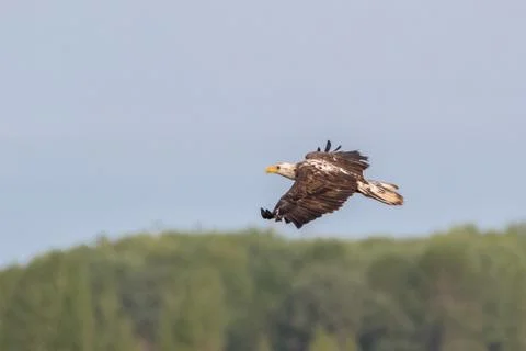 Close up of bald eagle flying over trees in blue sky Stock Photos