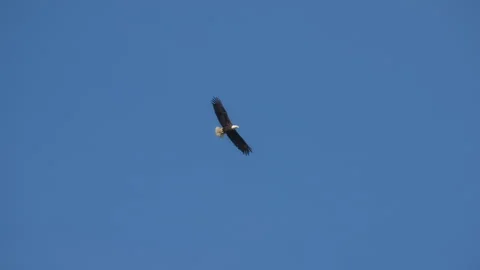 Close up of a bald eagle flying in the sky. Slow motion Stock Footage 319812193
