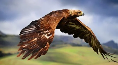 Close up of bald eagle flying with vertical stripes and tight depth of field Stock Photos