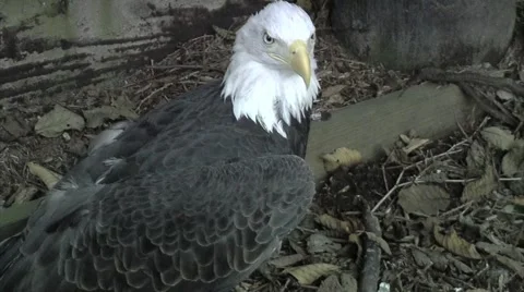 Close up of a Bald Eagle Video stock 948502