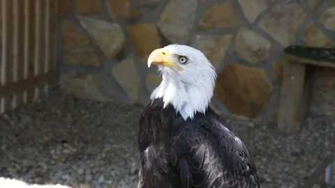 Close-up of a Bald Eagle (haliaeetus leucocephalus) Stock Footage 143464377