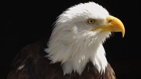 Close up of bald eagle head Stock Footage 274236307