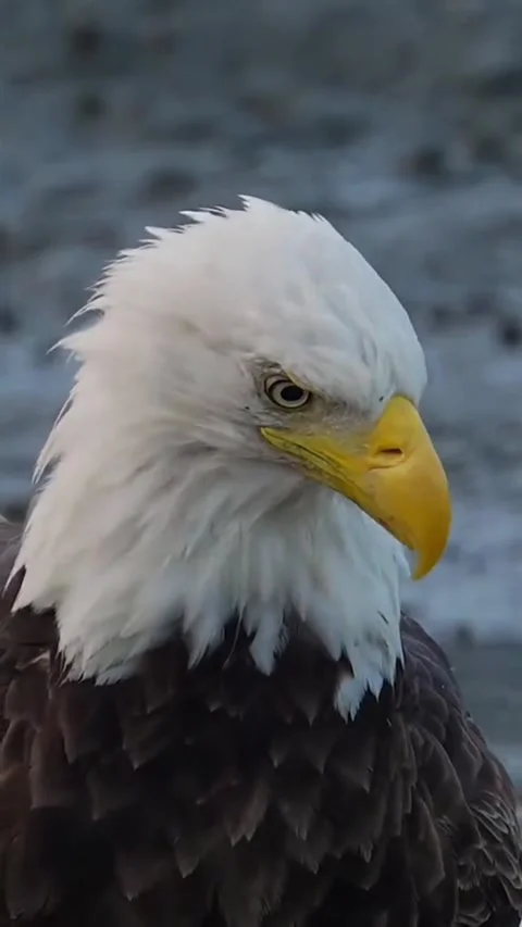 Close-up of bald eagle head by water Stock Footage 341652730