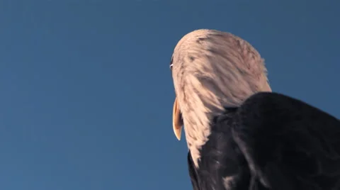 Close up of a bald eagle as it turns it's head and stares into the distance Stock Footage