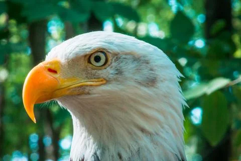 Close up of bald eagle at the John Ball Zoo in Grand Rapids Michigan Stock Photos
