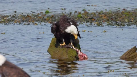 Close up of bald eagle on a log eating its catch on a river. Stock Footage 344089045