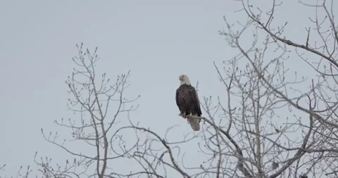 Close-Up Bald Eagle Perched Before Launch into Flight, Cinematic Wildlife Shot,  Stockbeeldmateriaal 333262758