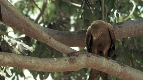 Close up of bald eagle perched in a nest, then an eaglet pops it's head up, both Stock Footage 294651084