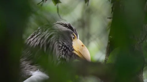 Close-up of a bald eagle's head. It sits among branches, looking around cur.. Stock Footage 277823348