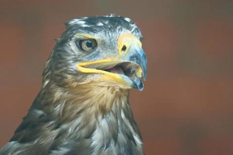 Close-up of a bald eagle's head 스톡 사진