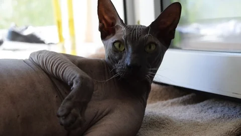 Close-up of a bald sphinx cat washed on a sunny day Stock Footage 109494792
