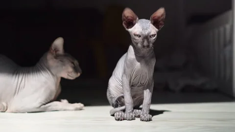 Close-up of a bald sphynx kitten. Sit on the floor Stock Footage 139142188