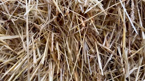 Close up a bale of hay group or haystack on agriculture farmin the rain Stock Footage 272968119