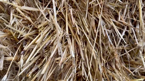 Close up a bale of hay group or haystack on agriculture farmin the rain Stock Footage 298522366